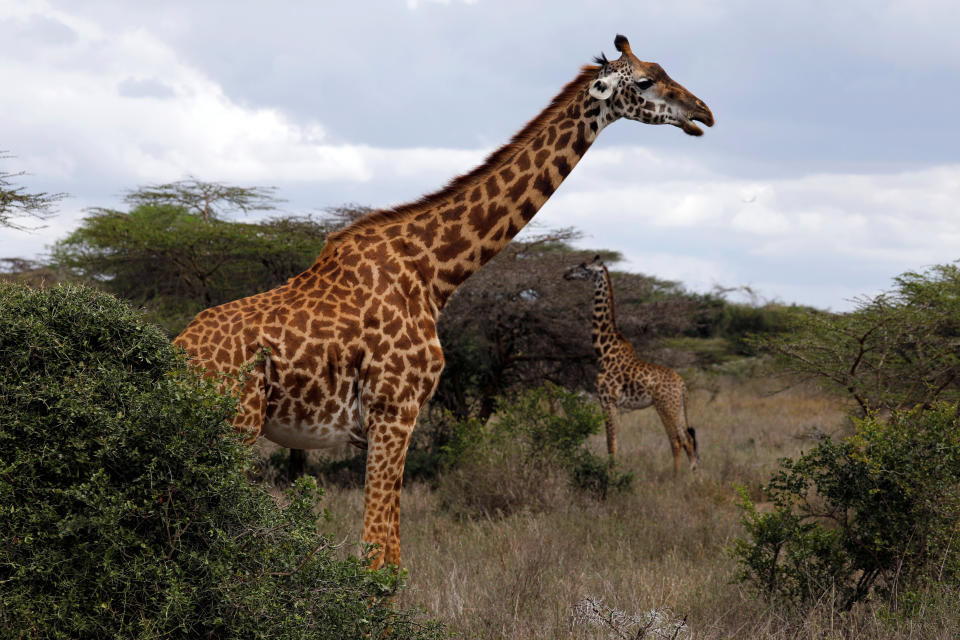 <p>La pérdida de su entorno natural ha hecho que la población de animales se reduzca considerablemente en los últimos años.<br><br>Foto: REUTERS/Amir Cohen </p>