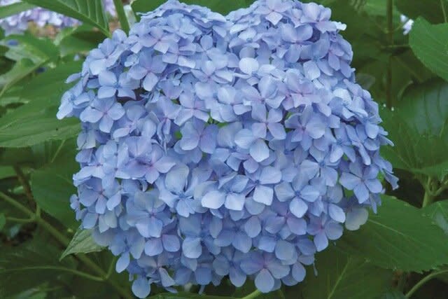 Big Daddy Hydrangea