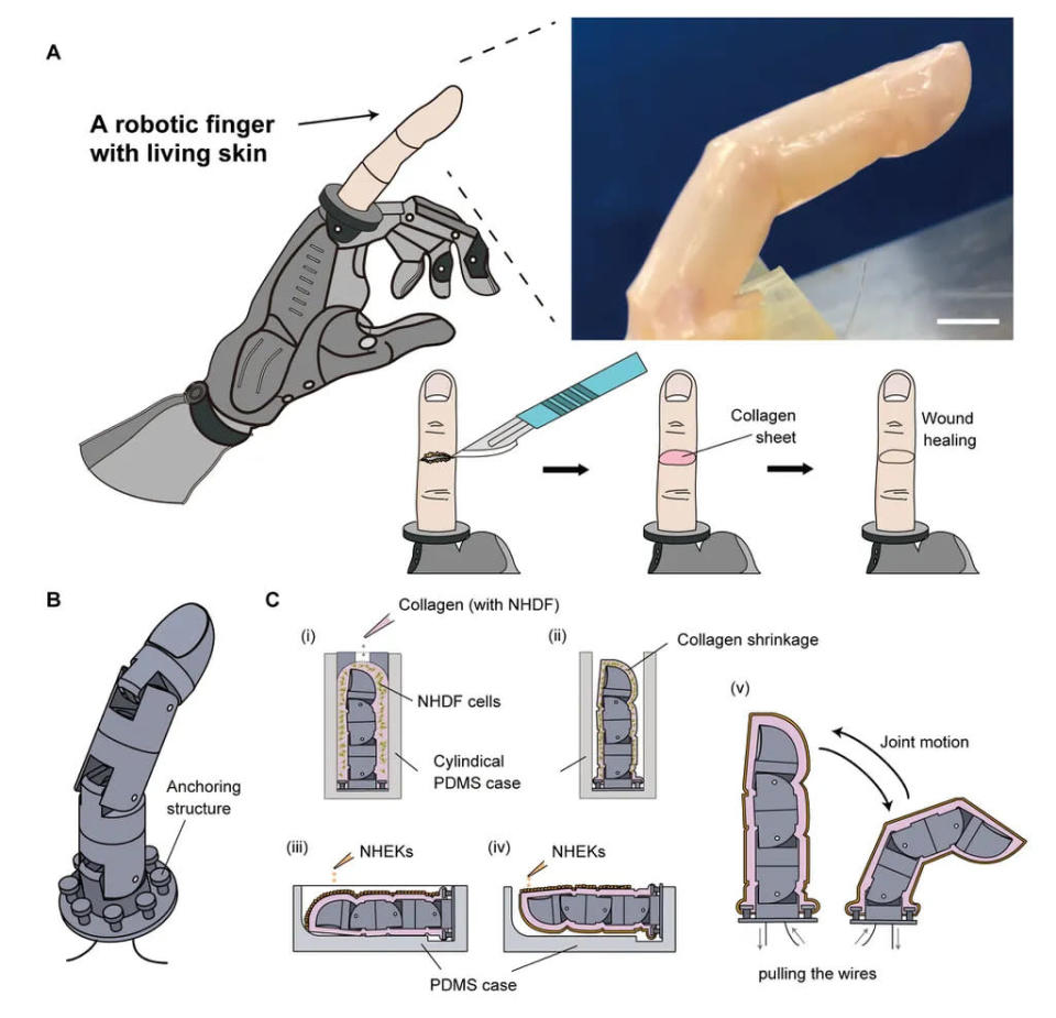 A imagem mostra o processo de cura com colágeno do dedo cortado (Imagem: Reprodução/Matter)