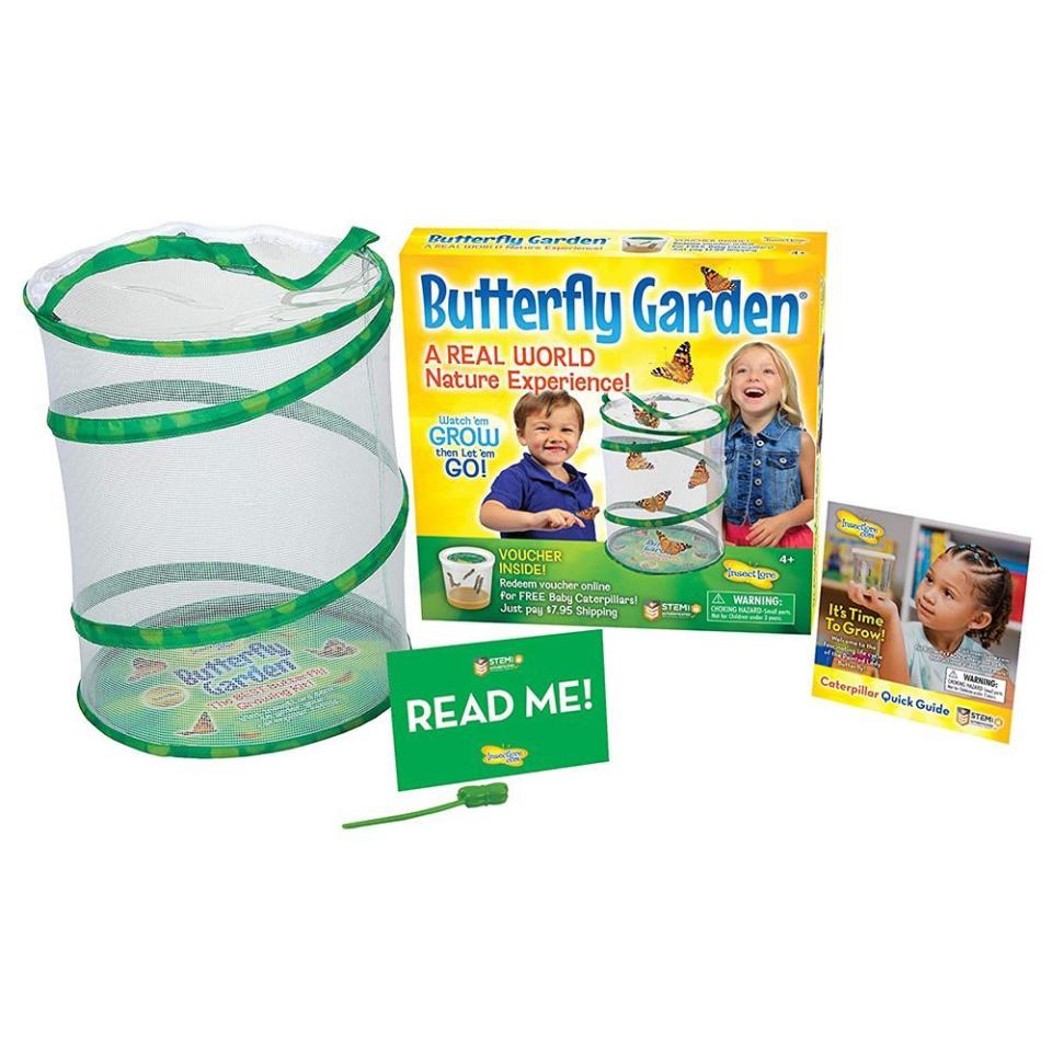 Insect Lore BH Butterflying Kit With Caterpillar Voucher