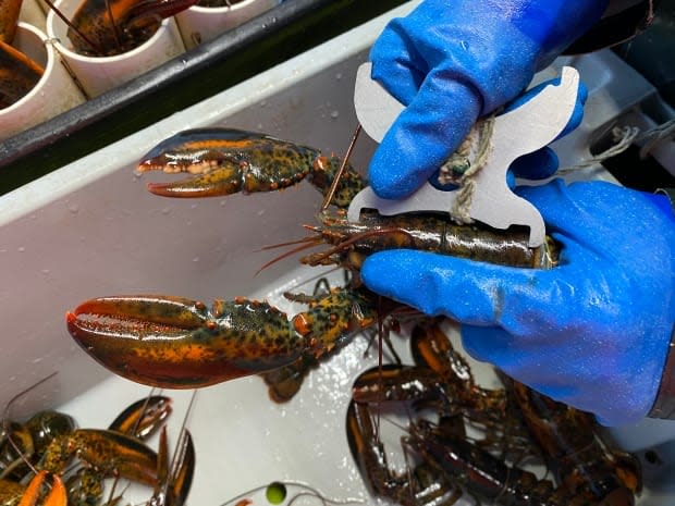 A lobster caught off P.E.I. is measured in this file photo from May 2021. DFO officers in Cape Breton returned hundreds of undersized lobsters to the water Tuesday night after boarding a First Nations vessel. (Jada Yeo - image credit)