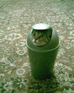 Garbage Can Kitty