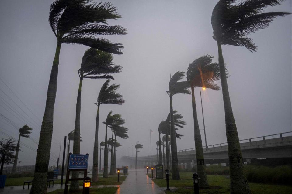 Wind blows palm trees ahead of Hurricane Ian in Charlotte Harbor, Florida (AFP via Getty Images)