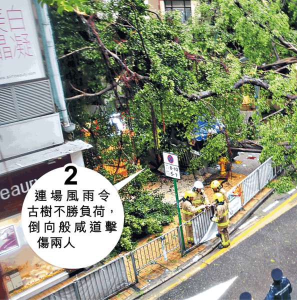 黃雨12小時 般咸道百年古樹 7秒塌下傷兩人