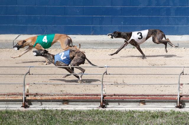 how many greyhounds die each year from racing in florida