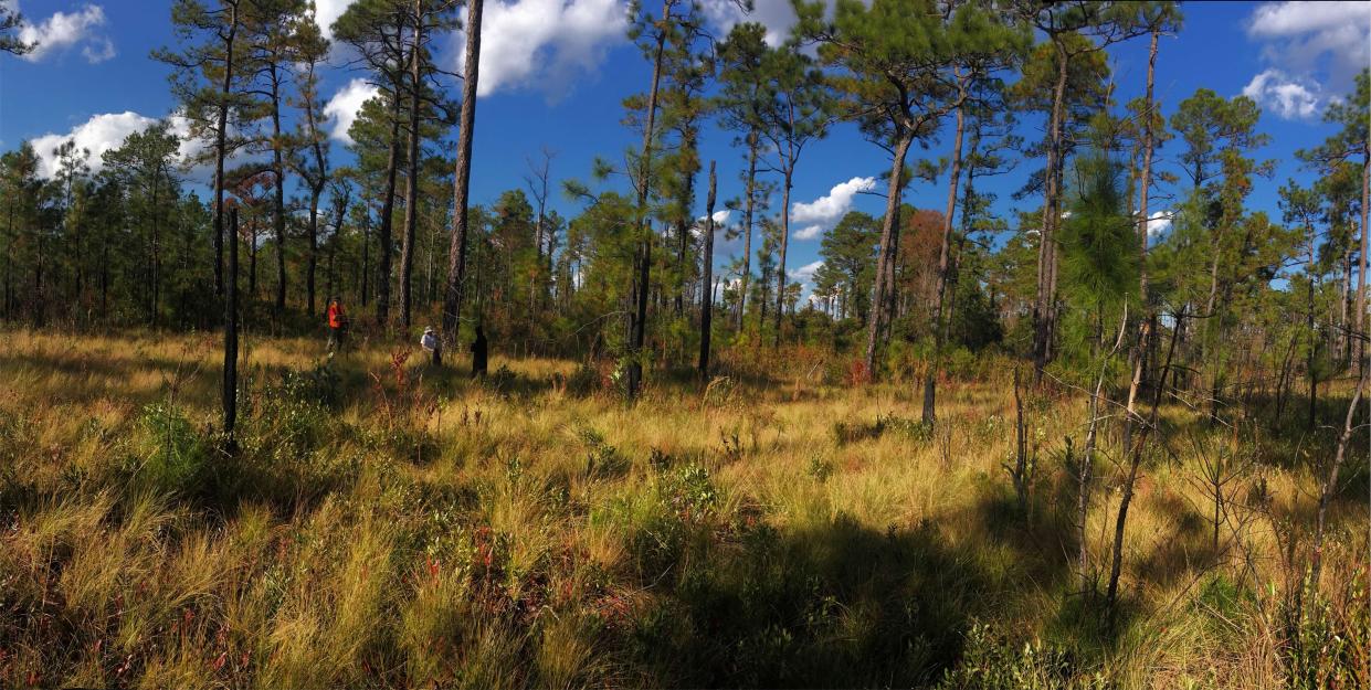 Utilizing public and private sources and financing, Cooper's executive order aims to protect and conserve millions of acres of forests and wetlands by 2040.
