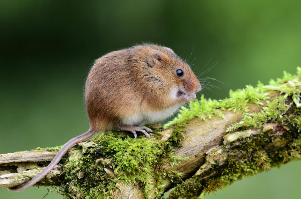 A brown mouse sites on a mossy branch outside.