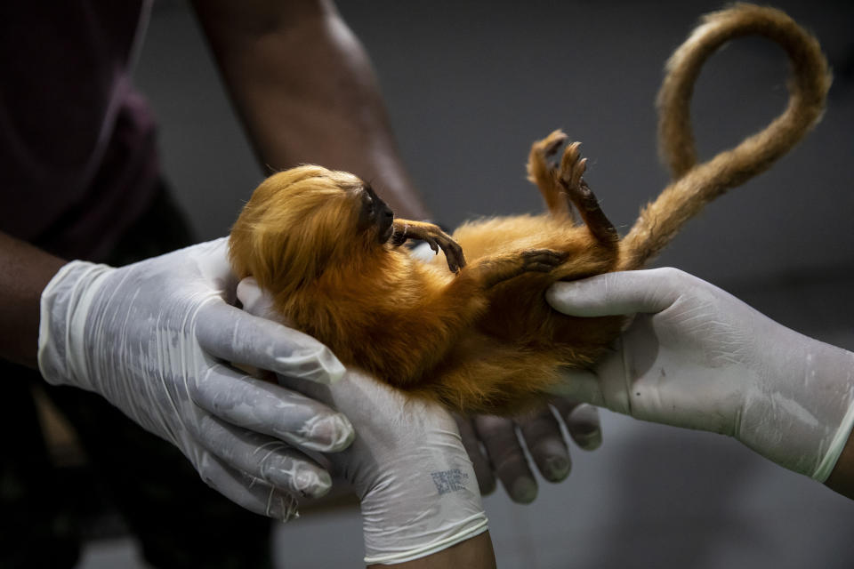 Un tití león dorado es manipulado después de ser vacunado contra la fiebre amarilla en un laboratorio dirigido por la asociación sin fines de lucro Golden Lion Tamarin en la región selvática de Silva Jardim, en el estado brasileño de Río de Janeiro, el lunes 11 de julio de 2022. Los científicos en Brasil adaptaron una vacuna humana contra la fiebre amarilla para inocular a estos monos en peligro de extinción después de que la enfermedad comenzara a propagarse entre la población humana en Brasil en 2016, lo que mató rápidamente a un tercio de los altamente vulnerables titíes, la mayoría de ellos en apenas unos cuantos meses. (AP Foto/Bruna Prado)