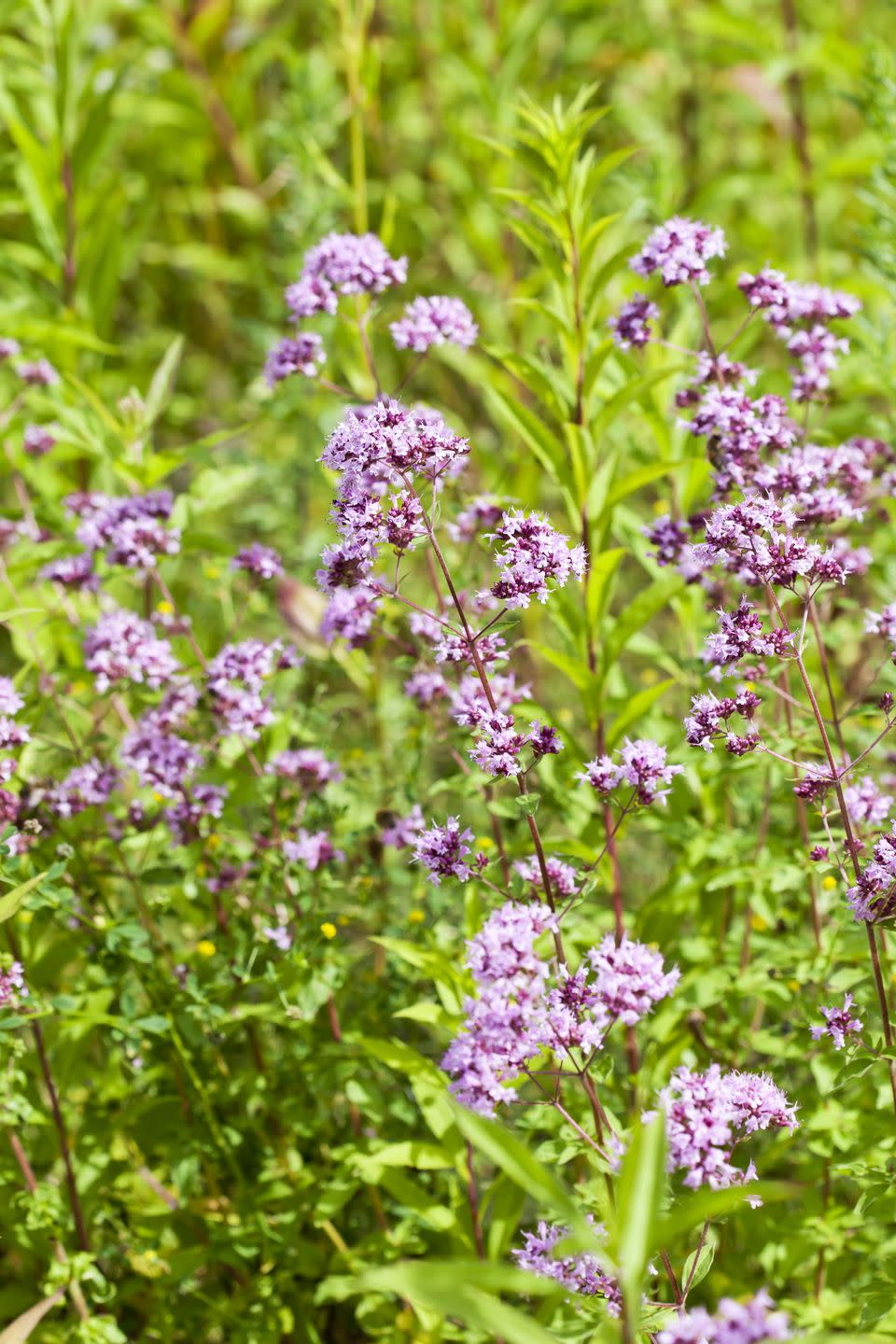 blossoming oregano