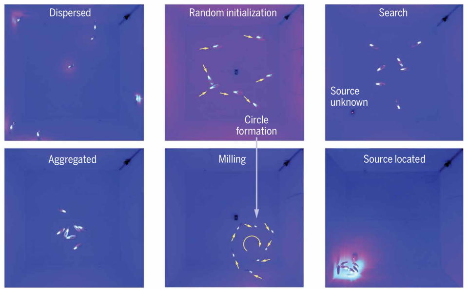 Images showing how "bluebots" swarm intelligently and find each other.