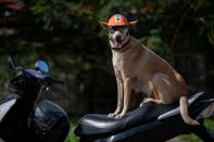 Meet Bogie, the Filipino motorcycle dog