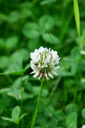 How to Get Rid of Clover