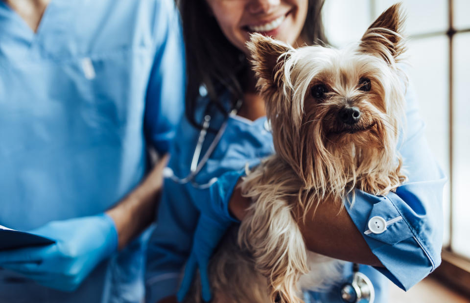 Two veterinarians with a happy dog in their hands