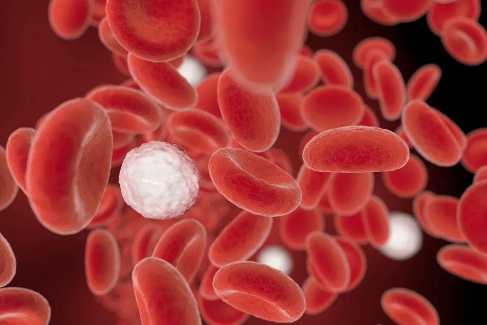 O experimento procura ver a eficiência dos glóbulos vermelhos de laboratório em persistir no sangue dos pacientes (Imagem: claudioventrella/envato)