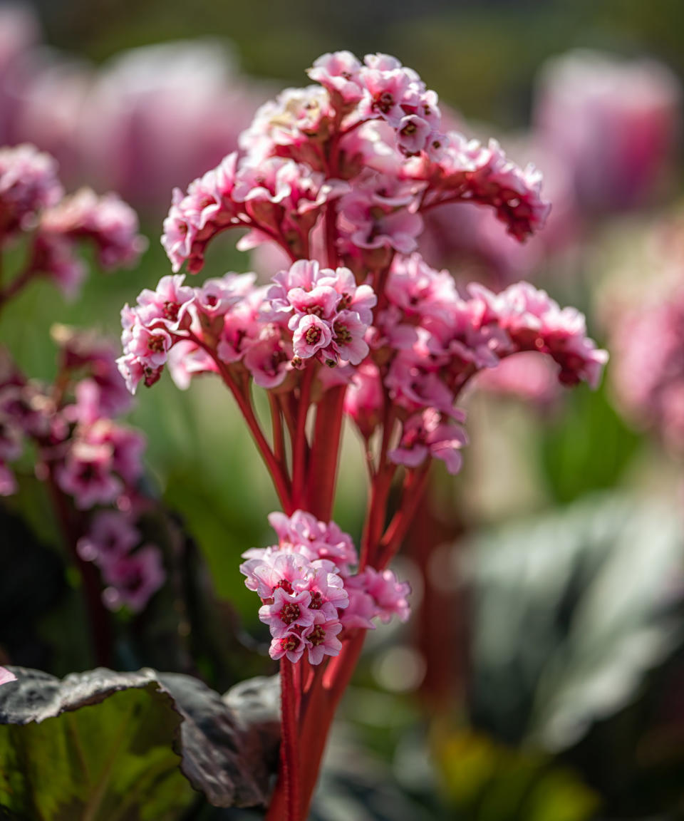 bergenia ‘Eden’s Magic Giant’  flowering in spring