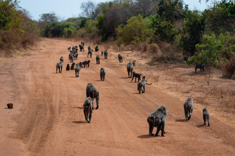 A troop of baboons lines the track. (Photo: Bryan Kow)