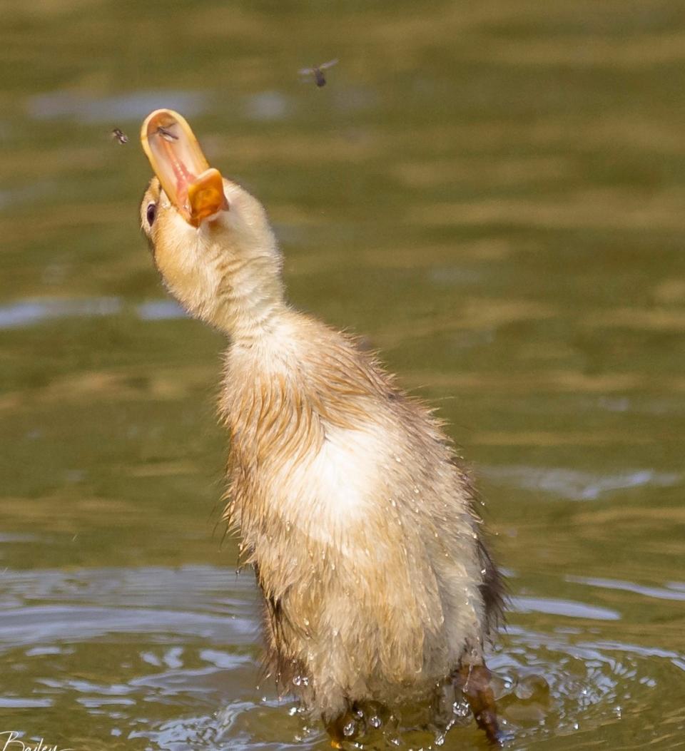 Atrapar moscas en el río de Alan Bailey