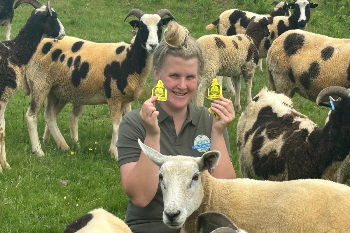 Milly Collins and her flock of sheep <i>(Image: Contributed)</i>