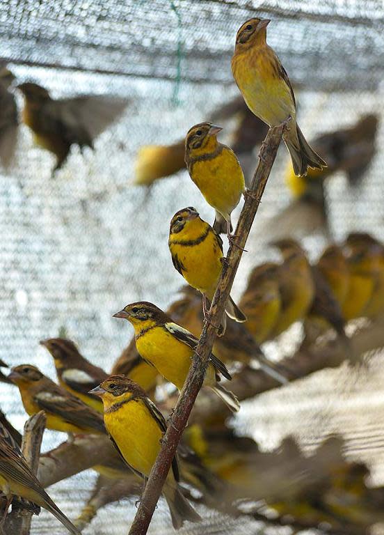 Yellow-breasted buntings have since 2013 been classified by the International Union for the Conservation of Nature as an 'endangered' species due to rapid population decline from trapping outside their breeding grounds