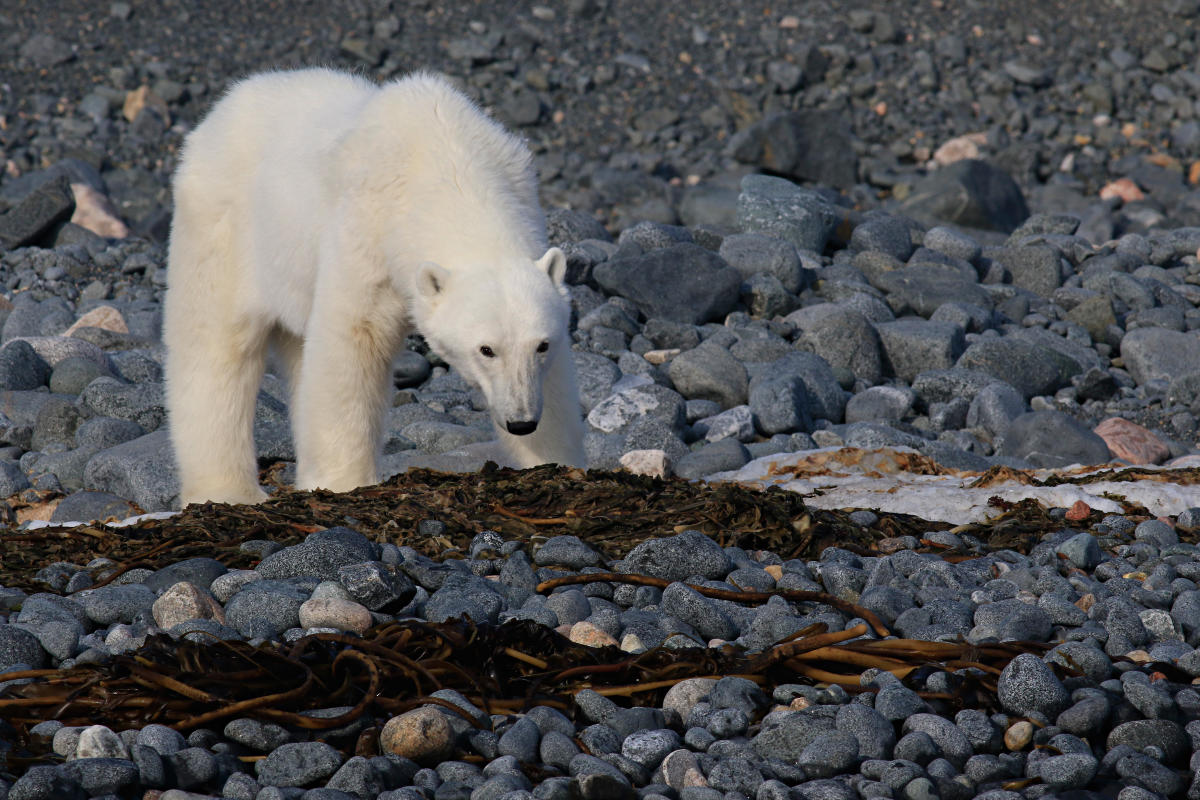 Selon le WWF, la Terre a perdu 60 % de ses animaux sauvages en un  demi-siècle