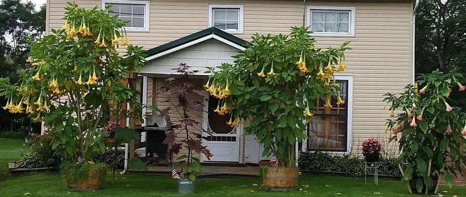 These angel trumpet plants with their large blooms near Jeromesville are certainly eye-catching as you pass by.