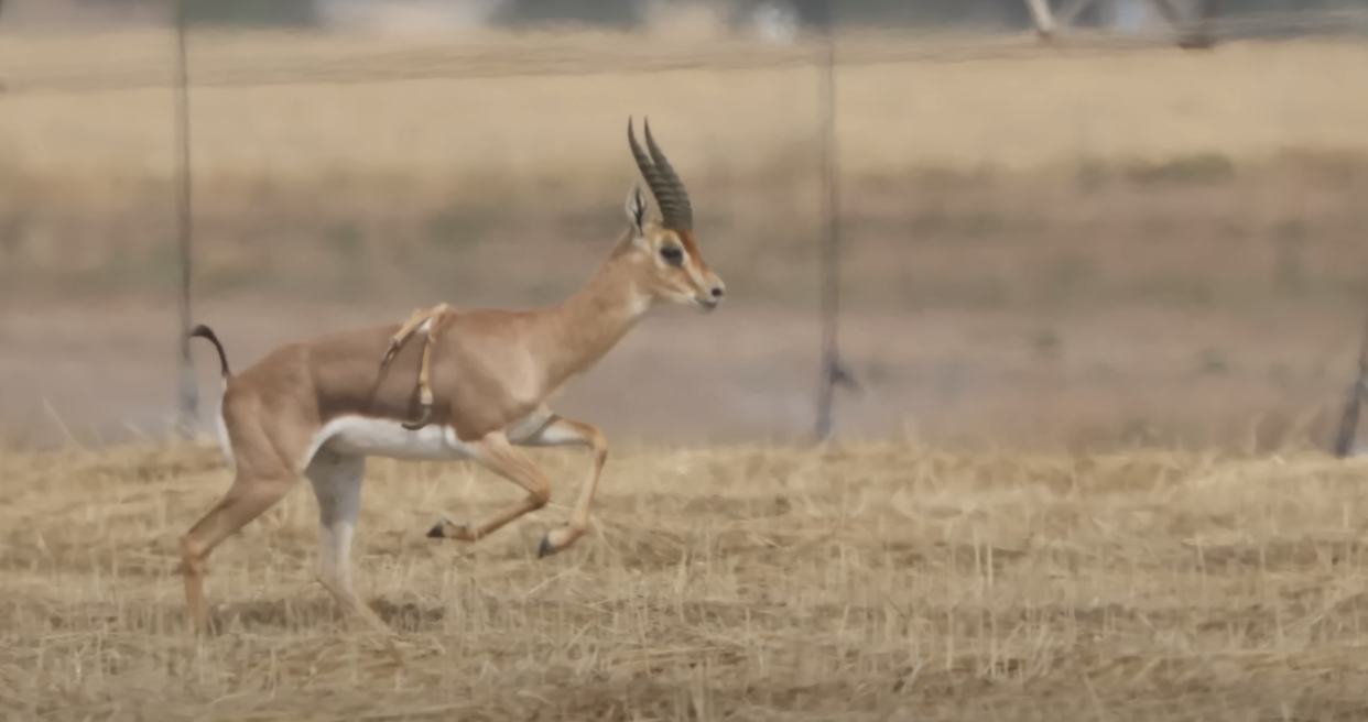 Une gazelle des montagnes mâle avec six pattes a été observée en Israël. 