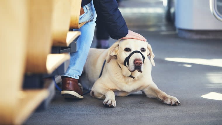 Dogs To Be Allowed on Trams Permanently in UK City