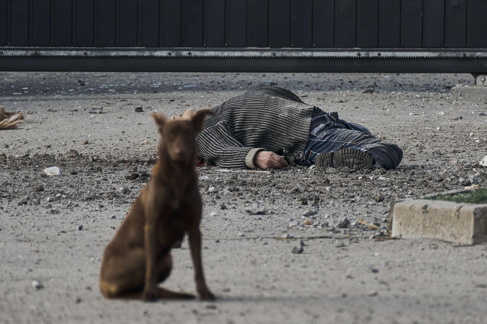 A stray dog sits near the dead body of a local citizen, killed in Russian shelling that hit an industrial area in Kherson, Ukraine, Friday, Feb. 3, 2023. (AP Photo/Libkos)