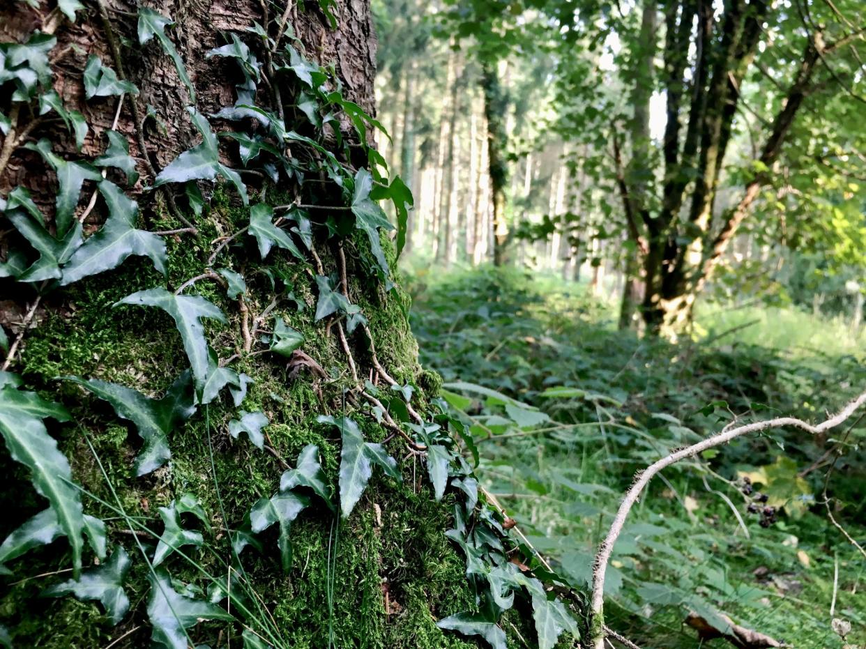 Levels of ivy in European forests are surging, research shows (Getty)