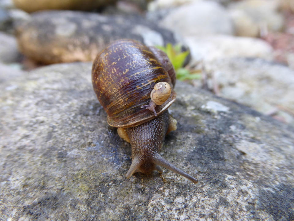 The sinistral Jeremy with a dextral baby (not his) on his shell. <cite>Angus Davison/University of Nottingham</cite>