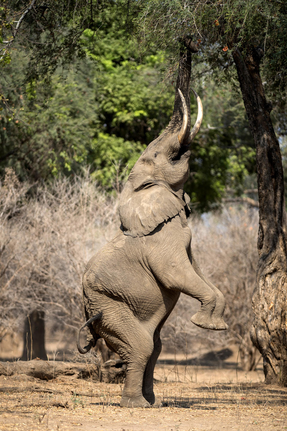 Elephant does yoga