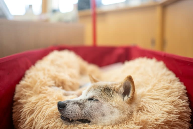 La chienne Kabosu, de la race japonaise shiba inu, connue comme le "Doge" sur internet, se repose dans le bureau de sa propriétaire Atsuko Sato, le 19 mars 2024 à Narita, dans la préfecture de Chiba (Philip FONG)