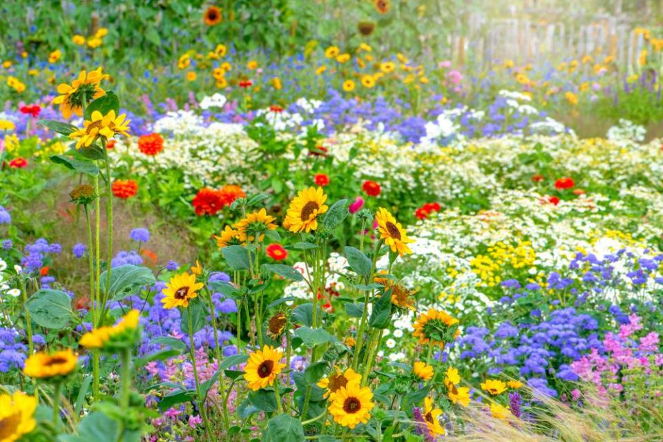 Vibrant cottage garden