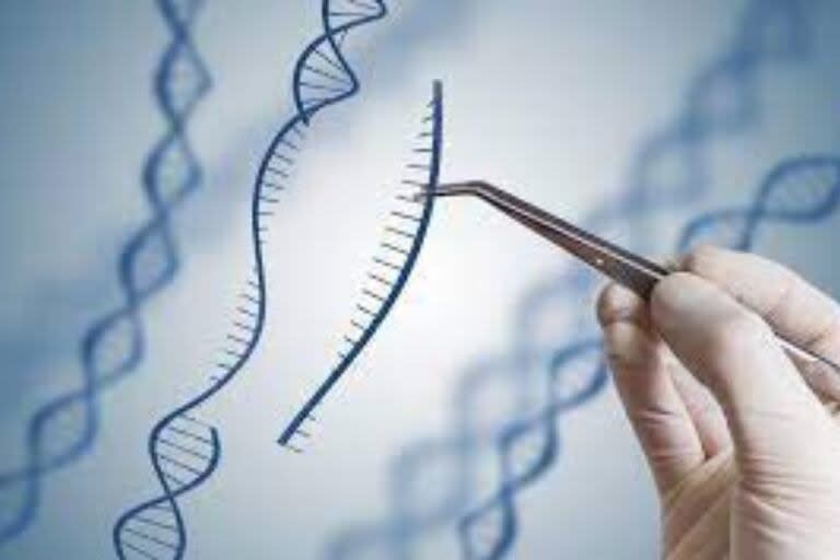 Una terapia genética consiste en identificar el gen y la mutación causantes del problema, eliminar esa parte defectuosa de la cadena y sustituirla por una pieza correcta para que vuelva a funcionar gracias a la técnica conocida como CRISPR