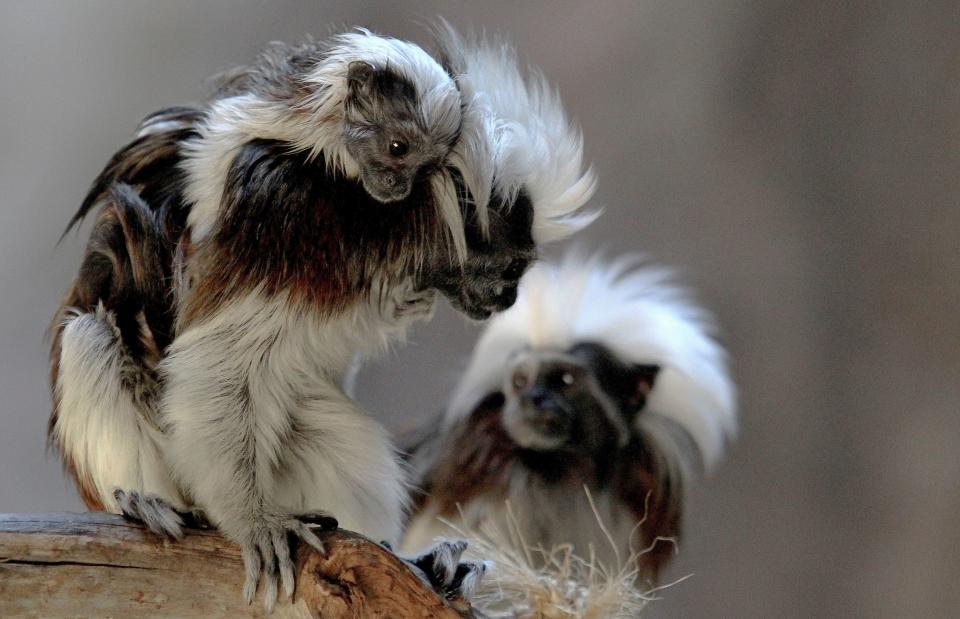 A cotton-top tamarin (Saguinus oedipus) carries its cub, born in captivity at the Guadalajara Zoo, in Jalisco state, Mexico, on February 19, 2020. (Photo by Ulises Ruiz / AFP) (Photo by ULISES RUIZ/AFP via Getty Images)