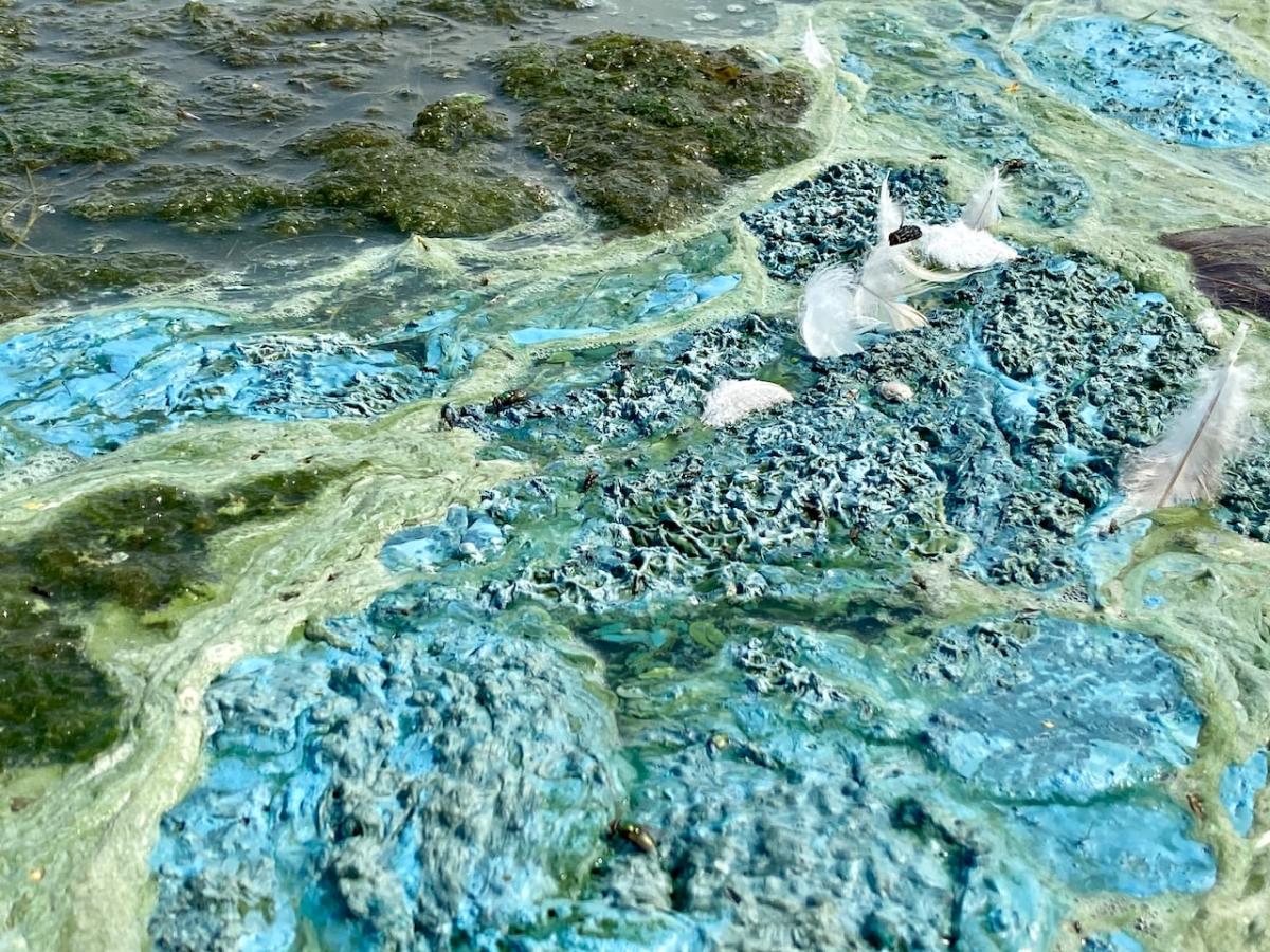 Conservation authority warns: Blue-green algae found in Belwood Lake reservoir