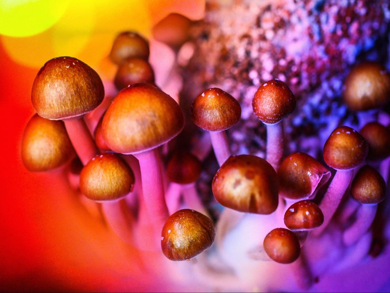 <p>New research into the positive affects of magic mushrooms offers hope to those suffering from depression</p> (Getty Images/iStockphoto)