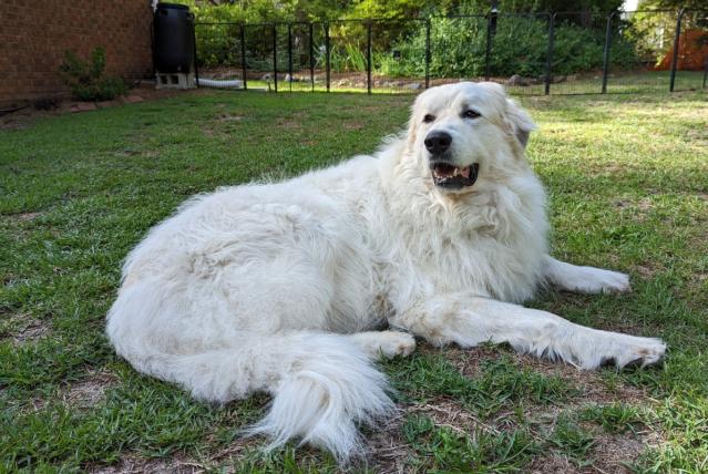 Dog abandoned with newborn pups on Christmas Eve in search for home