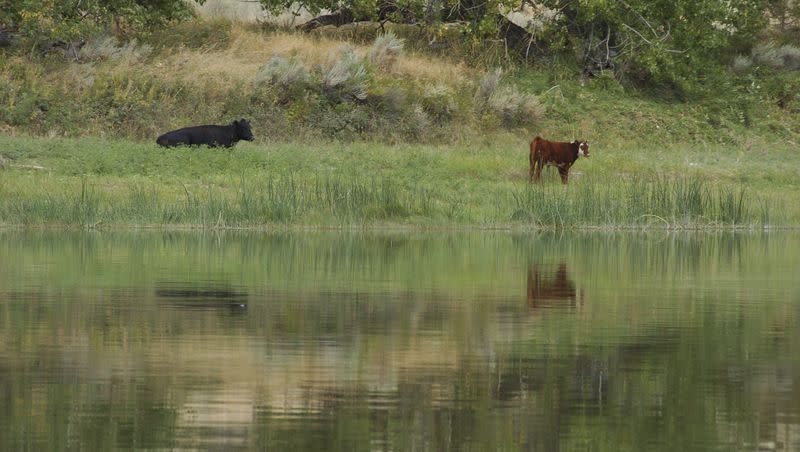 Cows graze along a section of the Missouri River that includes the Upper Missouri River Breaks National Monument near Fort Benton, Mont., in this Sept. 19, 2011, file photo.
