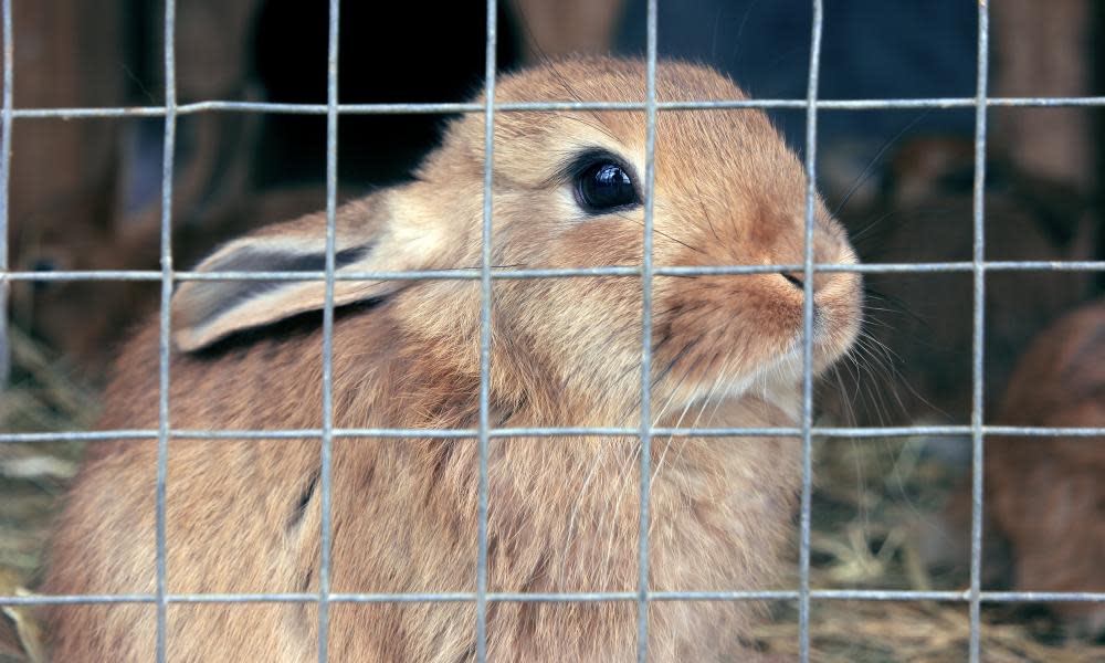 <span>Photograph: SergeiM/Getty Images/iStockphoto</span>