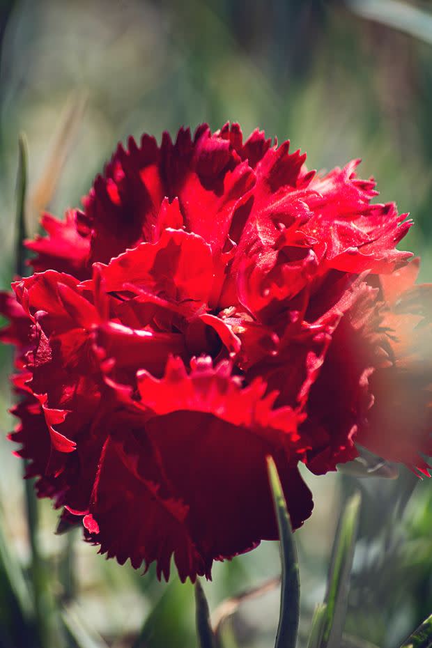 The red carnation, the Ohio state flower<p><a href="https://unsplash.com/photos/HFbe5tSrwBM" rel="nofollow noopener" target="_blank" data-ylk="slk:Ria Truter via UnSplash;elm:context_link;itc:0;sec:content-canvas" class="link ">Ria Truter via UnSplash</a></p>