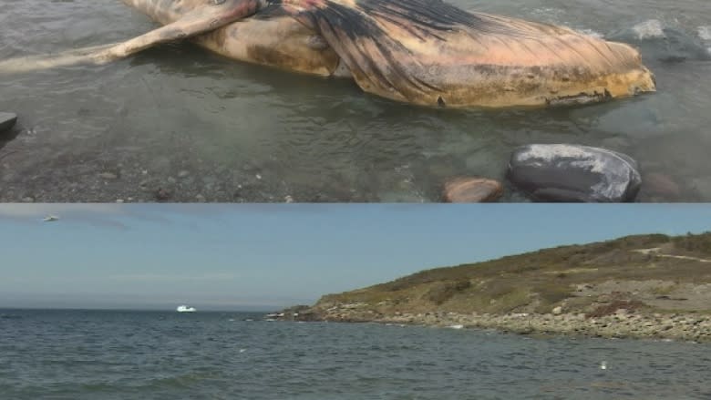 Whale carcass still rotting near Old Perlican