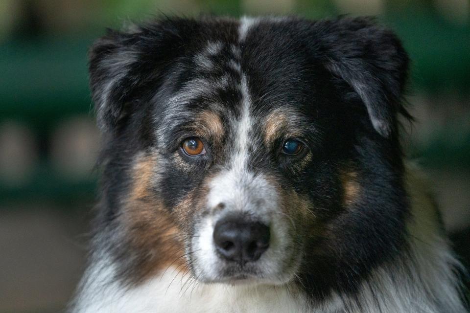 Que is one of Kallie Bontrager’s Australian shepherds that she is training to find items with the Spotted Lanterfly odor to be able to eventually sniff out the Spotted Lanternfly egg masses. The invasive insect has been found in two places in Indiana. Bontrager is with the Indiana Department of Natural Resources Division of Entomology and Plant Pathology, Photo taken Tuesday, June 13, 2023 at Happy Hollow Park in West Lafayette.