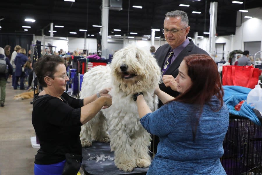 THE NATIONAL DOG SHOW PRESENTED BY PURINA -- 2023  -- Pictured: Komondor -- (Photo by: Bill McCay/NBC)