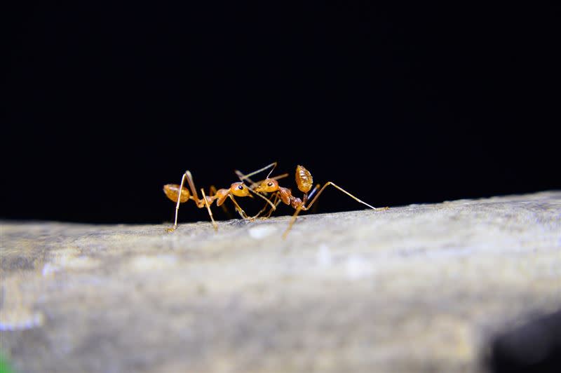 研究人員發現，螞蟻擁有首個非人類生物懂得截肢保命的技術。（圖／Pixabay）