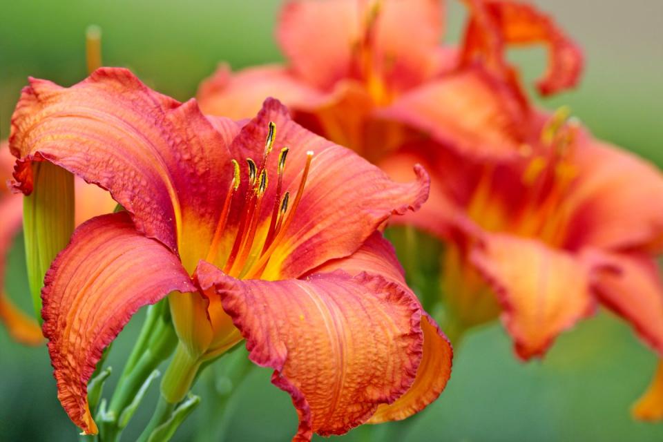 summer flowers, close up of daylilies