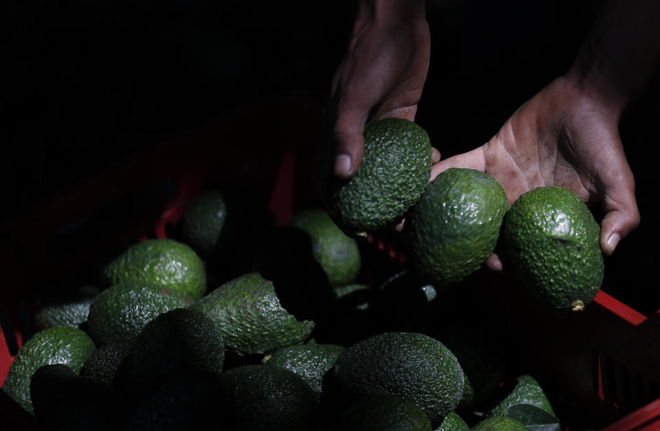 El aguacate es un alimento delicioso y saludable, apreciado cada vez más y con un mercado en auge. Pero ello ha suscitado, en México y otros países, problemas vinculados a acoso del crimen organizado y daños al medioambiente. (AP Photo/Marco Ugarte)