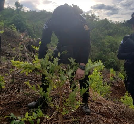 An agent of the Guatemalan National Civil Police (PNC) destroys coca plants during an operation to dismantle a coca processing lab in Izabal