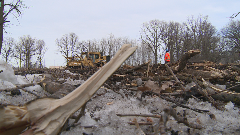 'They are irreplaceable': Winnipeg's Parker Lands trees shredded for rapid transit line