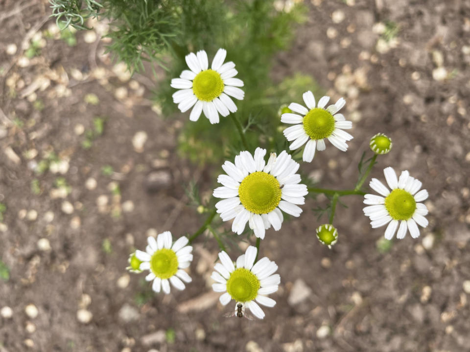 Chamomile is a rapidly self-sowing annual.<p>Emily Fazio</p>